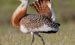 Drop bird (foto): fast steppe stanovnik